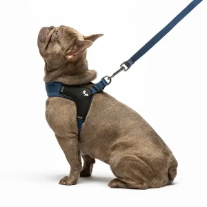 Set guinzaglieria per cani Citylife